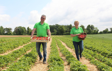 Ein Mann und eine Frau auf dem Erdbeerfeld bei der Ernte. | © Landratsamt Karlsruhe