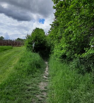 Hohlweg am Destillatweg "Gfingldr" | © Hohenloher Perlen