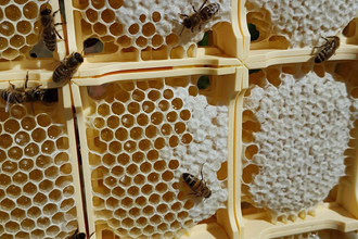 Imkerei Neubrunn | © Liebliches Taubertal