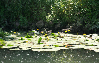 Kajakverleih in Edingen-Neckarhausen | © Paddel- und Rudersport Diecknann