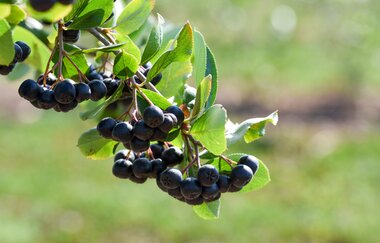 KDK-Aronia | Aroniabeere | Obersulm | Weinsbergertal | © Tourismus im Weinsbergertal e.V.
