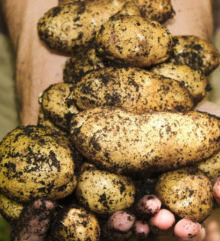 Hofladen |  Kartoffelernte | © Neckar-Zaber-Tourismus e.V.