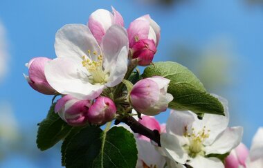 Hofladen |  Apfelblüte | © Neckar-Zaber-Tourismus e.V.