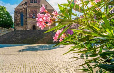 Kirche St. Michael in Schwäbisch Hall mit blühenden Oleander im Vordergrund. | © Michael Kühneisen