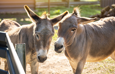 Kleintierpark Bad Schönborn-Mingolsheim