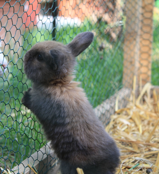 Kleintierzoo bei Kraichtal-Münzesheim | © Land der 1000 Hügel - Kraichgau-Stromberg