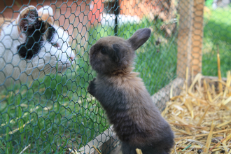 Kleintierzoo bei Kraichtal-Münzesheim | © Land der 1000 Hügel - Kraichgau-Stromberg