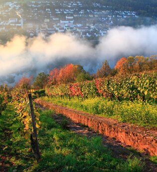 Kultur- und Weinbergsführung | © TOURISMUS REGION WERTHEIM GmbH