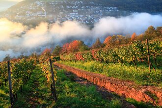 Kultur- und Weinbergsführung | © TOURISMUS REGION WERTHEIM GmbH