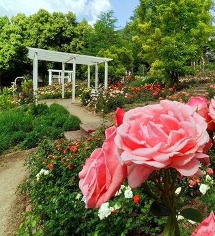 Der Rosengarten erstrahlt in seiner Pracht. Im Vordergrund sind rosafarbene Rosen zu sehen. | © Holger Schmitt