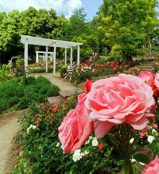 Der Rosengarten erstrahlt in seiner Pracht. Im Vordergrund sind rosafarbene Rosen zu sehen. | © Holger Schmitt
