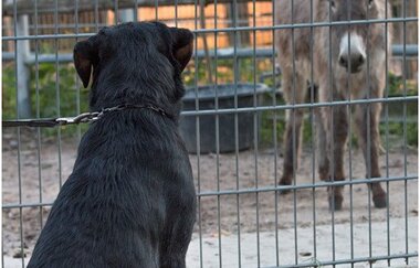 Letzenberg Tierpark | © Gemeindeverwaltung Malsch