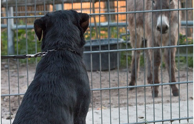 Letzenberg Tierpark | © Gemeindeverwaltung Malsch