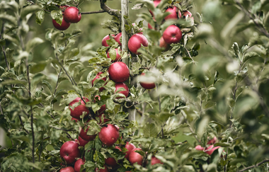 Reiche Apfelernte – ein Baum voller rot glänzender Früchte im Herzen des Land der 1000 Hügel | © Tourimia Tourismus GmbH