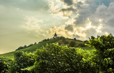 St. Michael Express | Planwagen- & Weinbergrundfahrten am Michaelsberg Cleebronn | HeilbronnerLand | © Weingärtner Cleebronn-Güglingen
