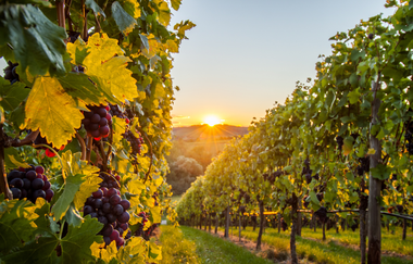 Weinregion Neckar-Zaber | WeinWandern | HeilbronnerLand | © Neckar-Zaber-Tourismus