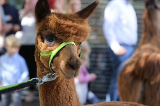 Alpaka mit grünem Halfter und Leine, das neugierig in die Kamera blickt | © Nonies Hof