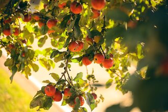 Äpfel an einem Baum | © Touristikgemeinschaft Hohenlohe e. V. | Andi Schmid