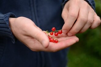 Hofladen | Johannisbeeren | © Neckar-Zaber-Tourismus e.V.