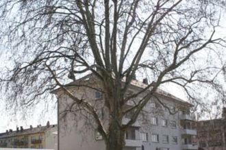Platane an der Prinz-Wilhelm-Straße | © BTMV Bruchsal