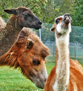 Rauch-Zoo | © Stadt Freudenberg