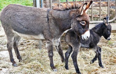 Rauch-Zoo | © Liebliches Taubertal