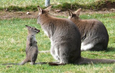 Rauch-Zoo | © Liebliches Taubertal