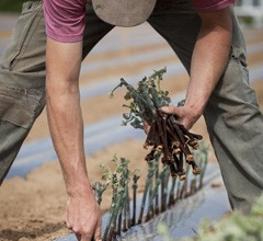 Rebschule Ehmer | © Rebschule Ehmer