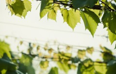 Rebschule Ehmer | © Rebschule Ehmer