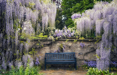 Eine blaue Bank vor einer Steinmauer umrahmt von Blauregen. | © Sven Sasse-Rösch