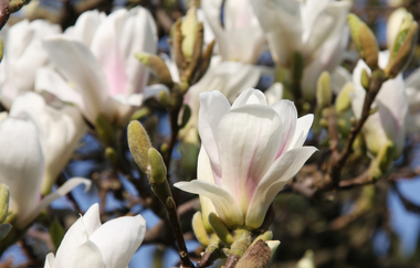 Weiße Magnolien | © Maria Zimmermann