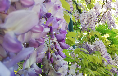 Nahaufnahme Blütentraube Glyzinie | © Jasmin Wolf