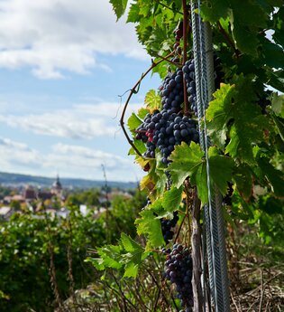 Steillagen - Weingut Stephan Muck | © Kraichgau-Stromberg Tourismus e.V.