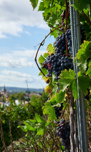 © Kraichgau-Stromberg Tourismus e.V.