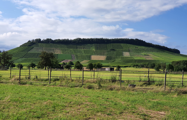 Mönchsbergtour | WeinErlebnisFührung mit Susanne Müller am Brackenheimer Mönchsberg | © Neckar-Zaber-Tourismus e.V.