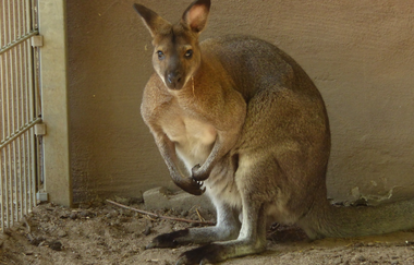 Tier- und Vogelpark Reilingen | © Landratsamt Rhein-Neckar-Kreis