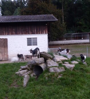 Tierpark Balzfeld Dielheim | © Landratsamt Rhein-Neckar-Kreis