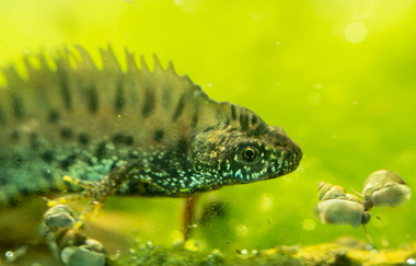 Echse im Tierpark Leintalzoo | Schwaigern | HeilbronnerLand | © Leintalzoo