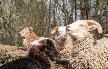 Schafe im Tierpark Leintalzoo | Schwaigern | HeilbronnerLand | © Leintalzoo