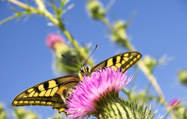 Schmetterling im Tierpark Leintalzoo | Schwaigern | HeilbronnerLand | © Leintalzoo
