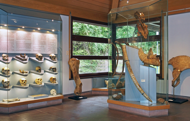 Urgeschichtliches Museum in Mauer | © Werner Hilscher