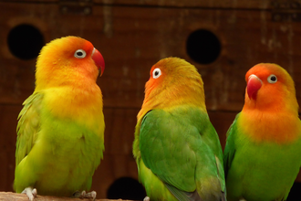 Vogelpark Plankstadt | © Landratsamt Rhein-Neckar-Kreis