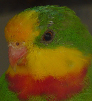 Vogelpark St. Leon-Rot | © Landratsamt Rhein-Neckar-Kreis