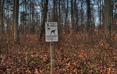 Schild Station 5 des Waldsportpfades vor Bäumen und Laub