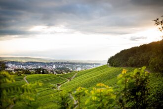 Ausblick vom Wartberg. Über grüne Weinreben hinweg sieht man bei bewölktem Himmel  weit in der Ferne die Stadt Heilbronn | © Heilbronn Marketing GmbH