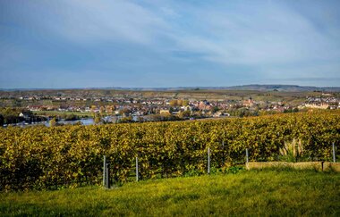 Blick über die Weinberge | Weingut | Wein und Sektgut Hirschmüller | Lauffen | © NZT