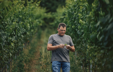 Weinlese1 | Weingut Wachtstetter | Pfaffenhofen | © Neckar-Zaber-Tourismus e.V.