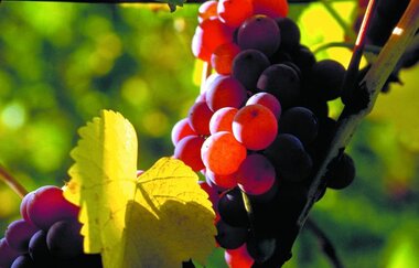 Traminer | Weingut Landesvatter | Brackenheim | © Neckar-Zaber-Tourismus e.V.