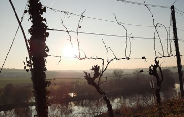 Weingut Eisele | © Weingut Eisele