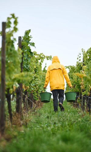 Ein Mensch in gelber Regenjacke bei der Weinlese – mit Eimern unterwegs durch grüne Reben. | © Tourimia Tourismus GmbH | Stefan Leitner Photography